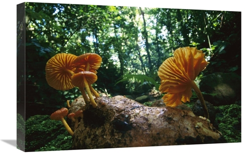Global Gallery GCS-398545-1624-142 16 x 24 in. Gill Mushroom Group on 
