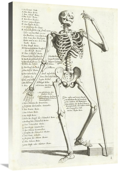 Global Gallery GCS-454963-2436-142 24 x 36 in. Anatomical Diagram Show