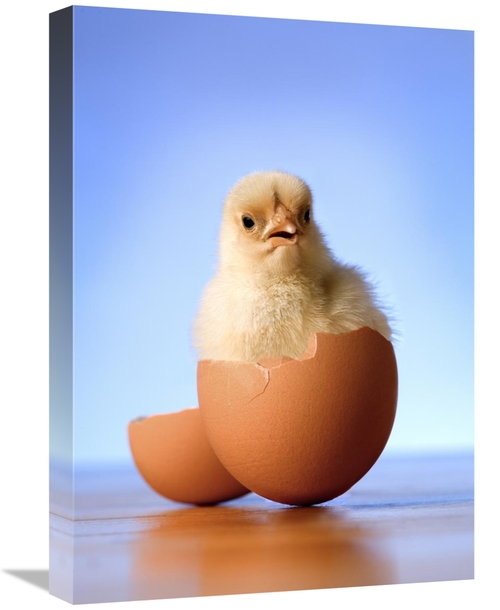 Global Gallery GCS-395702-22-142 22 in. Domestic Chicken Hatchling in 