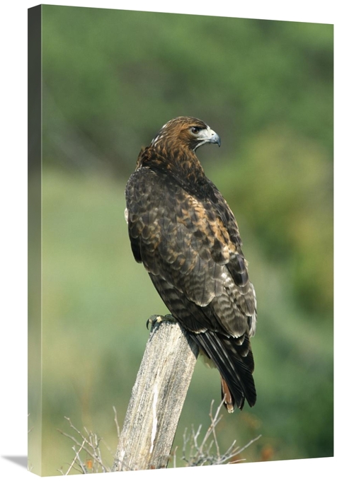 Global Gallery GCS-452355-2030-142 20 x 30 in. Red-Tailed Hawk Perchin