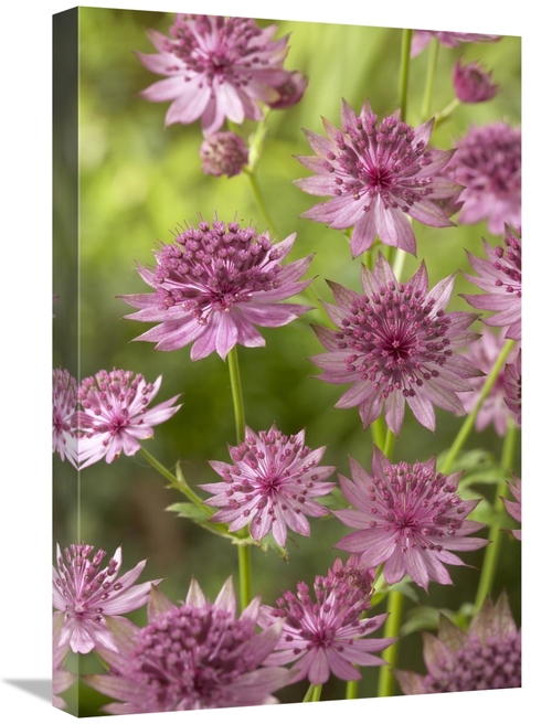 Global Gallery GCS-398382-1624-142 16 x 24 in. Greater Masterwort Roma