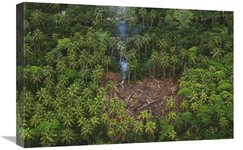 Global Gallery  16 x 24 in. Traditional Slash & Burn Clearcut in Virgi