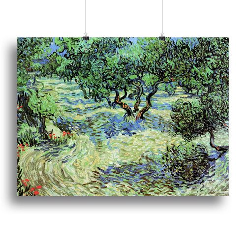 Olive Grove by Van Gogh Canvas Print or Poster