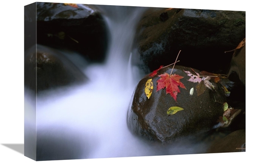 Global Gallery GCS-452054-1216-142 12 x 16 in. Little Pigeon River & F