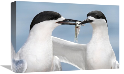 Global Gallery GCS-397475-1218-142 12 x 18 in. White-Fronted Tern in C