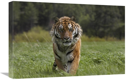 Global Gallery GCS-396413-1624-142 16 x 24 in. Siberian Tiger Walking&