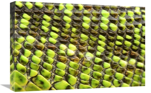 Global Gallery GCS-397533-1624-142 16 x 24 in. European Green Lizard S