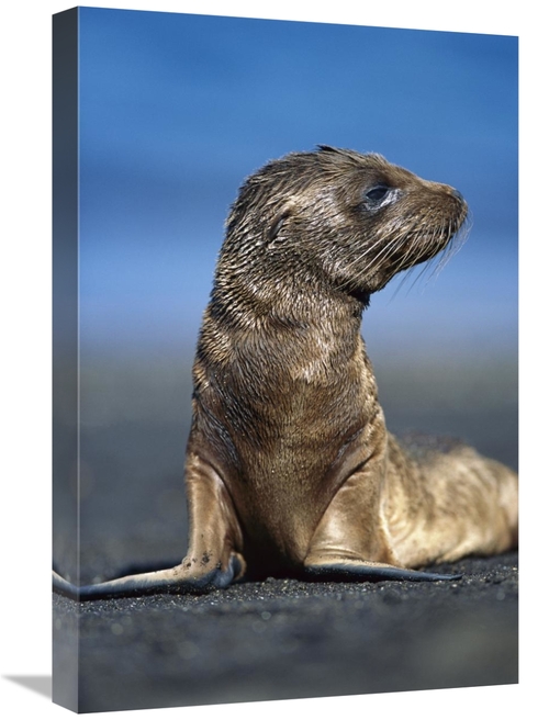 Global Gallery GCS-451238-1624-142 16 x 24 in. Galapagos Sea Lion Pup 