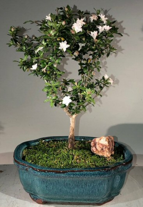 Snow Rose Serissa Bonsai Tree - Medium(serissa foetida)