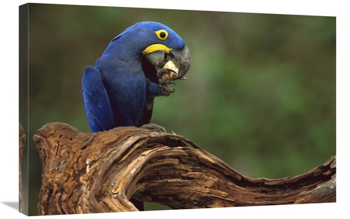 Global Gallery GCS-453120-2030-142 20 x 30 in. Hyacinth Macaw Eating P
