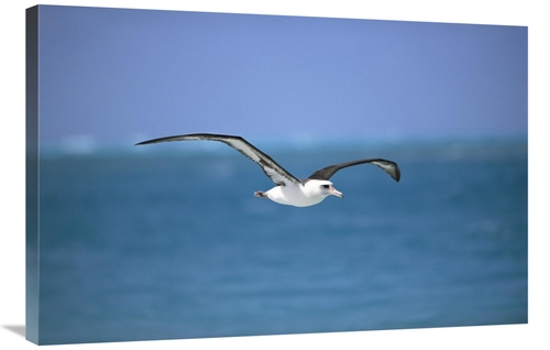 Global Gallery GCS-451555-2436-142 24 x 36 in. Laysan Albatross Flying