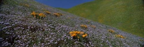 Wildflowers on a hillside  California  USA Poster Print by  - 36 x 12