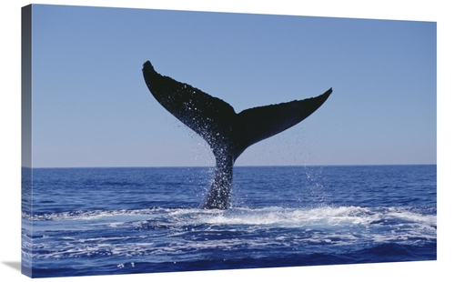 Global Gallery GCS-450997-2436-142 24 x 36 in. Humpback Whale Tail Lob