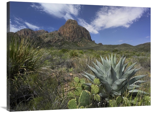 Global Gallery GCS-452189-3040-142 30 x 40 in. Agave & Cactus in the C