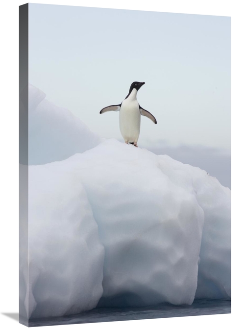 Global Gallery GCS-395826-2030-142 20 x 30 in. Adelie Penguin Standing