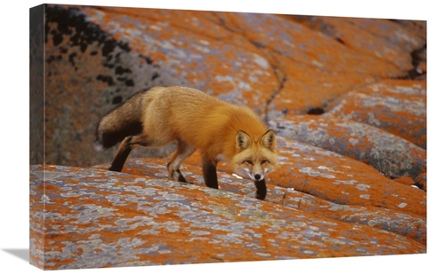 Global Gallery GCS-452498-1624-142 16 x 24 in. Red Fox on Rocks with O