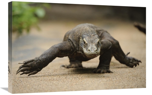 Global Gallery GCS-397548-2030-142 20 x 30 in. Komodo Dragon Walking&#