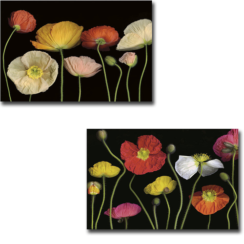 Artistic Home Gallery 1624AM830EG Poppy Garden I & II by Pip Bloomfiel