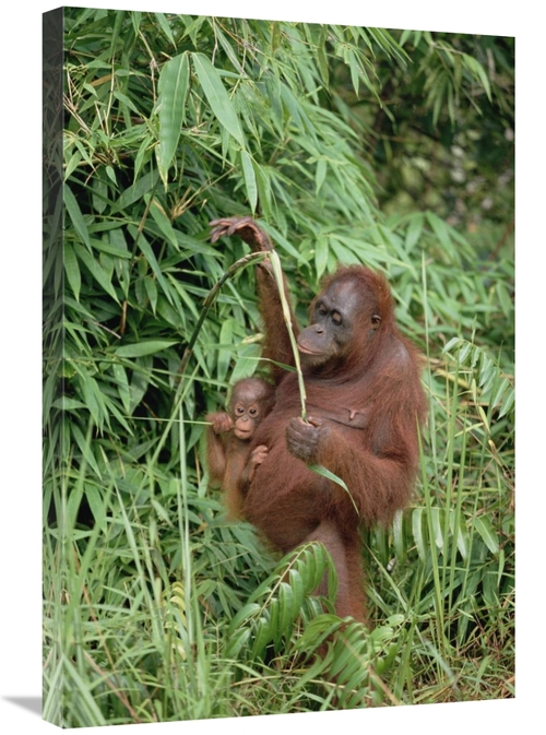 Global Gallery GCS-452337-2030-142 20 x 30 in. Orangutan Mother with B