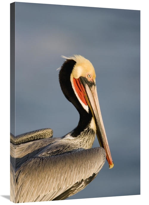 Global Gallery GCS-453341-2436-142 24 x 36 in. Brown Pelican Adult Por