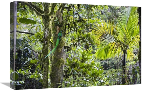 Global Gallery GCS-452694-1624-142 16 x 24 in. Resplendent Quetzal Mal
