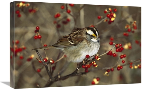 Global Gallery GCS-453297-1624-142 16 x 24 in. White-Throated Sparrow 