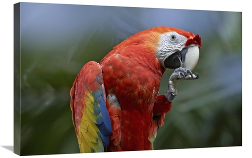 Global Gallery GCS-452249-2030-142 20 x 30 in. Scarlet Macaw Eating&#4