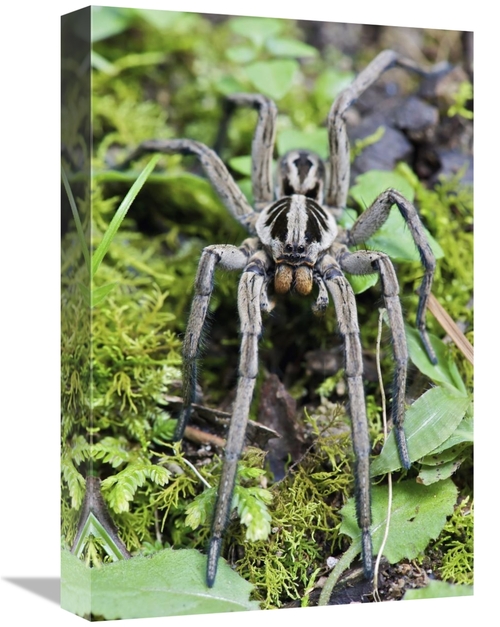 Global Gallery GCS-395549-1218-142 12 x 18 in. Wolf Spider Male, M