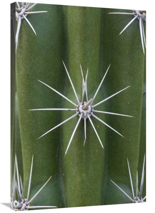 Global Gallery GCS-395303-2436-142 24 x 36 in. Cactus Spines, Sagu
