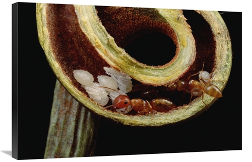 Global Gallery GCS-451012-2436-142 24 x 36 in. Carpenter Ants & Pupae 