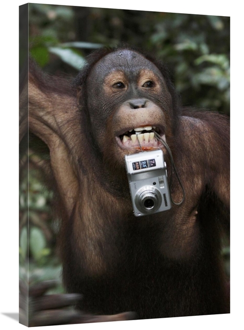 Global Gallery GCS-397712-2030-142 20 x 30 in. Orangutan with Tourists