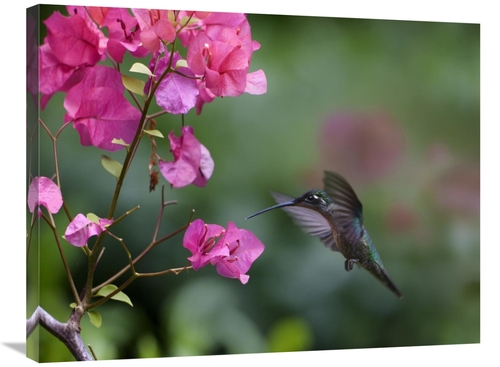 Global Gallery GCS-396557-2432-142 24 x 32 in. Magnificent Hummingbird