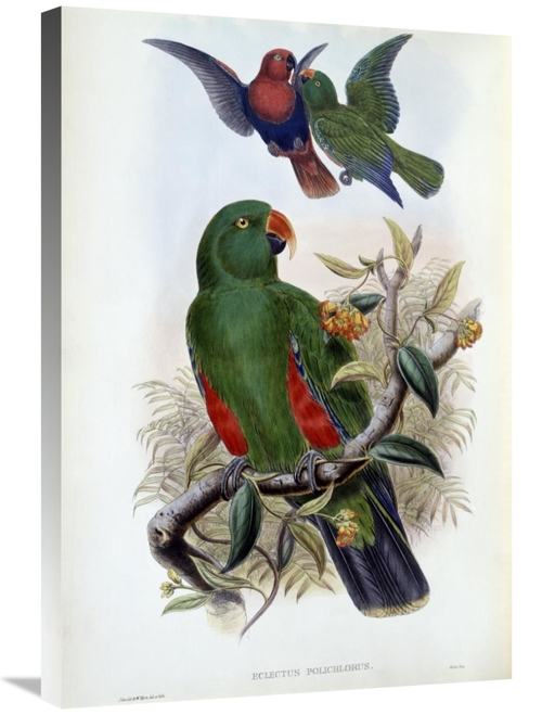 Global Gallery GCS-277763-30-142 30 in. Green Lory Art Print - John Go