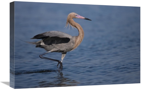 Global Gallery GCS-453333-1624-142 16 x 24 in. Reddish Egret Wading Th