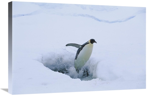 Global Gallery GCS-453113-2030-142 20 x 30 in. Emperor Penguin Leaping