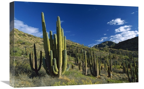 Global Gallery GCS-398503-1624-142 16 x 24 in. Cardon Cactii in Desert