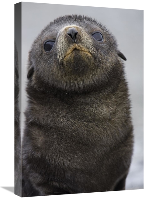 Global Gallery GCS-395837-1624-142 16 x 24 in. Antarctic Fur Seal 1 to