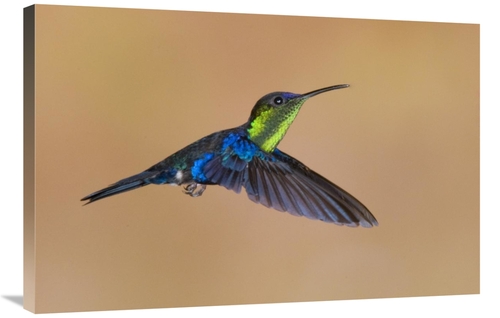 Global Gallery GCS-397382-2436-142 24 x 36 in. Violet-Crowned Woodnymp