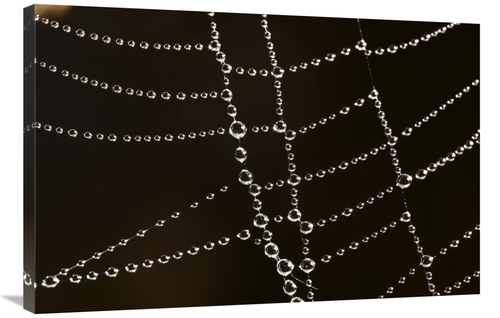 Global Gallery GCS-398080-2436-142 24 x 36 in. Spider Web with Beads o