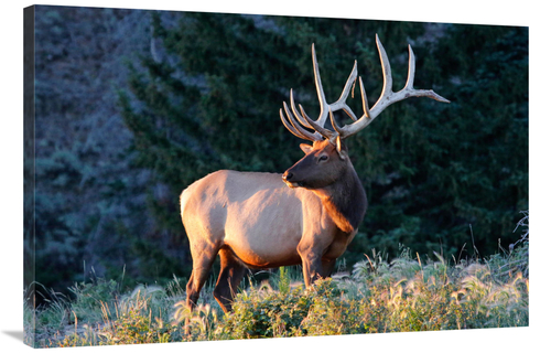 Global Gallery GCS-486528-40-142 40 in. Bull Elk at Sunrise Art Print 