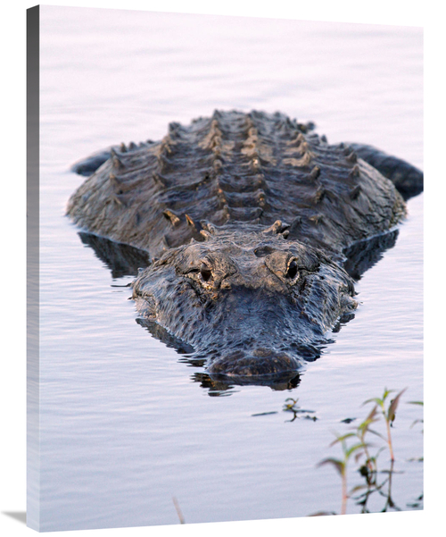 Global Gallery GCS-486398-36-142 36 in. Waiting Art Print - Vic Schend