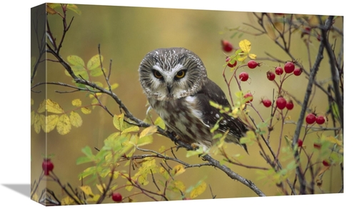 Global Gallery GCS-396917-1218-142 12 x 18 in. Northern Saw-Whet Owl P