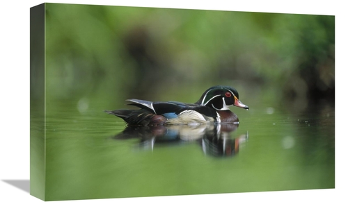 Global Gallery GCS-396295-1218-142 12 x 18 in. Wood Duck Male Portrait