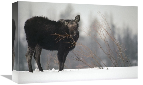 Global Gallery GCS-451878-1218-142 12 x 18 in. Moose Cow Feeding on A 