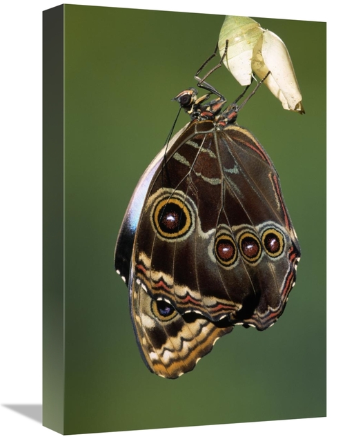 Global Gallery GCS-453600-1218-142 12 x 18 in. Blue Morpho Butterfly&#