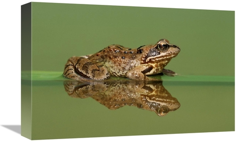 Global Gallery GCS-395312-1218-142 12 x 18 in. Common Frog on Partiall