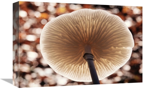 Global Gallery GCS-398297-1218-142 12 x 18 in. Porcelain Mushroom or P