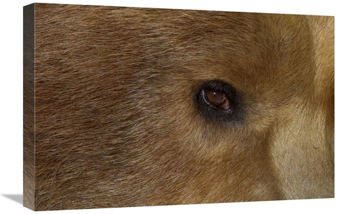 Global Gallery GCS-450892-1624-142 16 x 24 in. Grizzly Bear Portrait&#