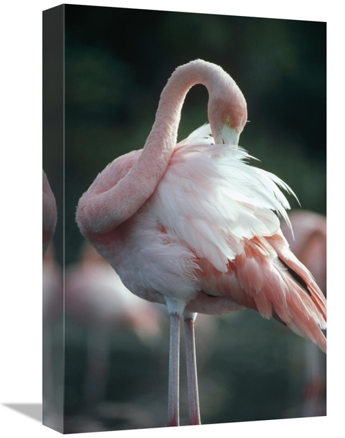 12 x 18 in. Greater Flamingo Preening, Rabida Island, Galapago