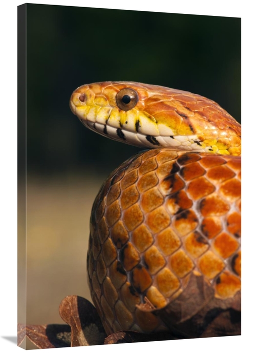 Global Gallery GCS-397913-2436-142 24 x 36 in. Cornsnake, Native t